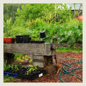 Backyard Permaculture